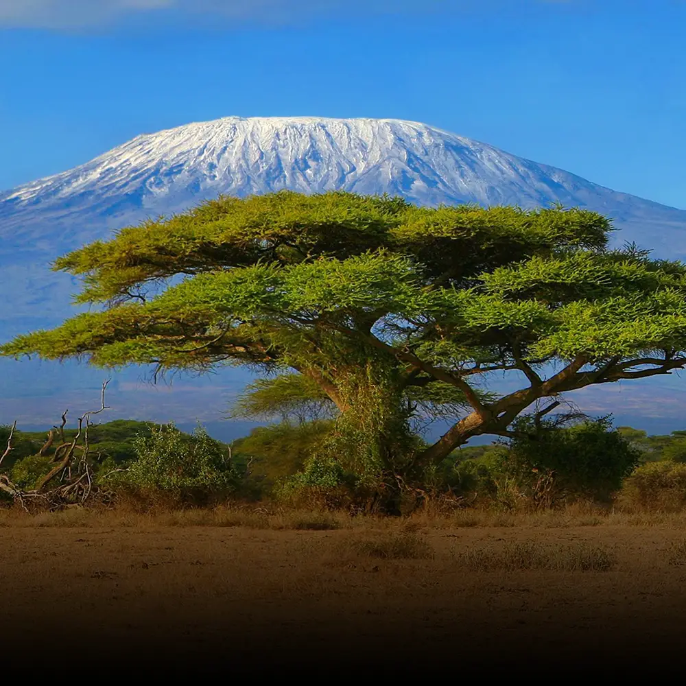 Looking across the African plain to Mount Kilimanjaro in the distance